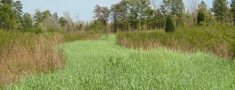 Clover and Rye Strip