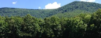 Trees in Front of WMA Entrance
